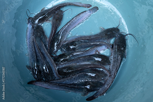 Bucket of Live Catfish 