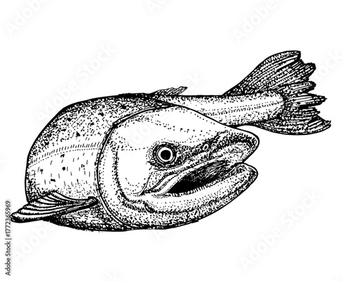 Salmon fish. Trout. Sketch of ink, isolated on white background. Symbol, concept of fishing.