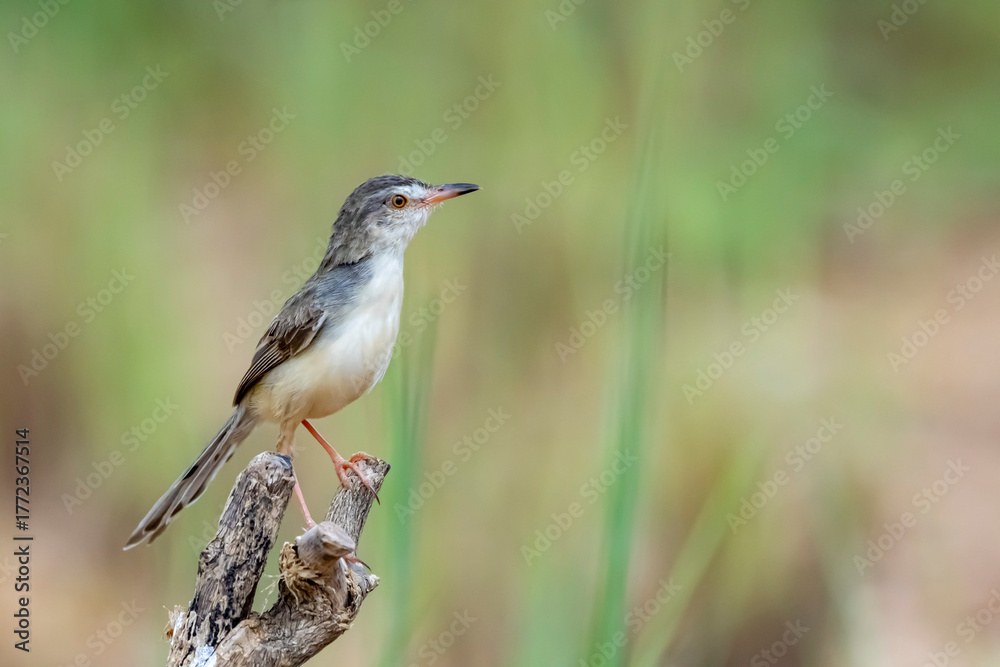 Fototapeta premium The Plain Prinia on a branch