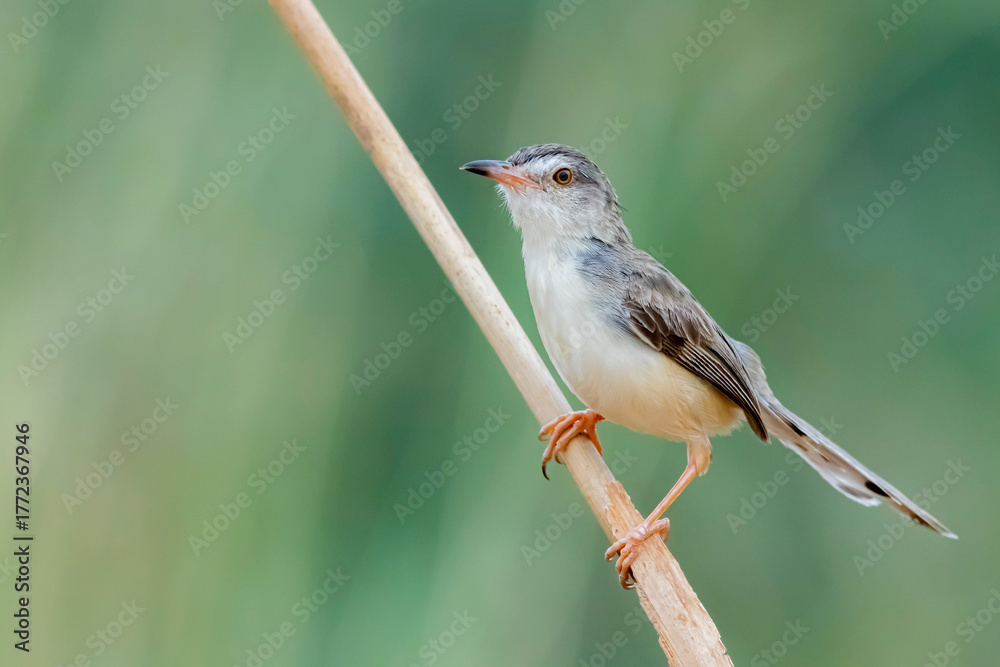 Fototapeta premium The Plain Prinia on a branch