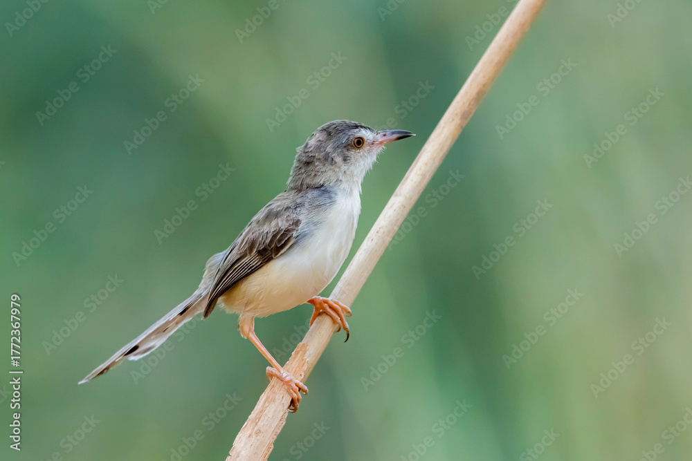 Fototapeta premium The Plain Prinia on a branch