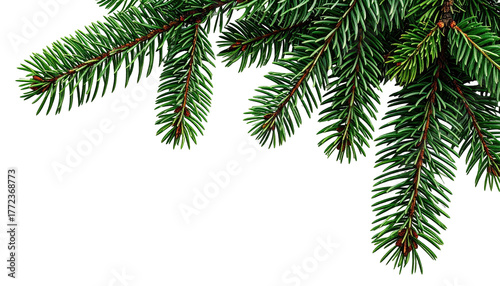 Evergreen boughs frame dark space, offering lush green foliage
