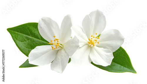 Two white flowers bloom with yellow centers and green leaves