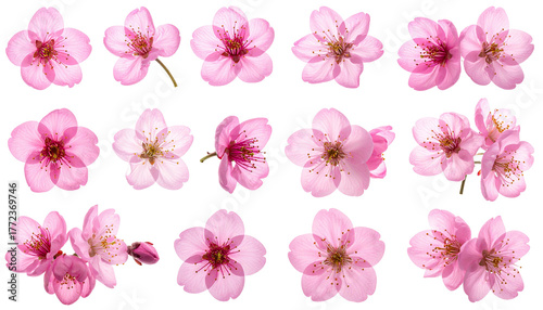 Pink blossom flowers isolated against a black background