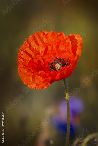 Field poppies against a blurred background on a sunny day in June.