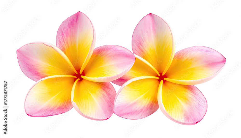 Fototapeta premium Two soft pink and yellow frangipani blossoms isolated