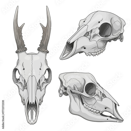 Set of three detailed deer skull illustrations from various angles.
