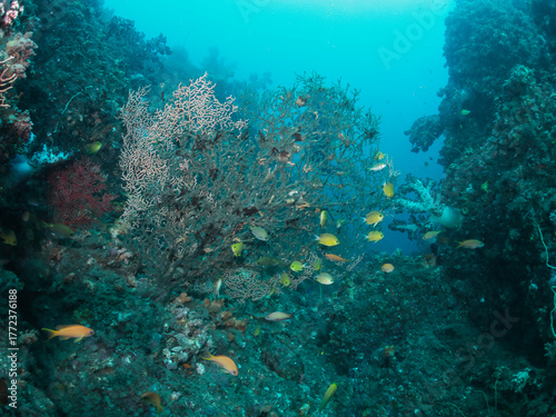 Chromis albicauda with soft coral