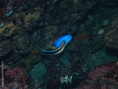 Bluestreak cleaner wrasse cleaning Neon damselfish