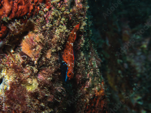 Male Helcogramma nesion in nuptial coloration