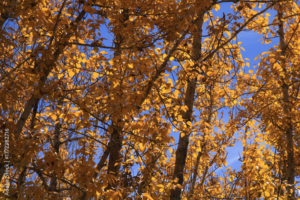 Fototapeta premium Detail of a colorful autumn forest in Leh, India.