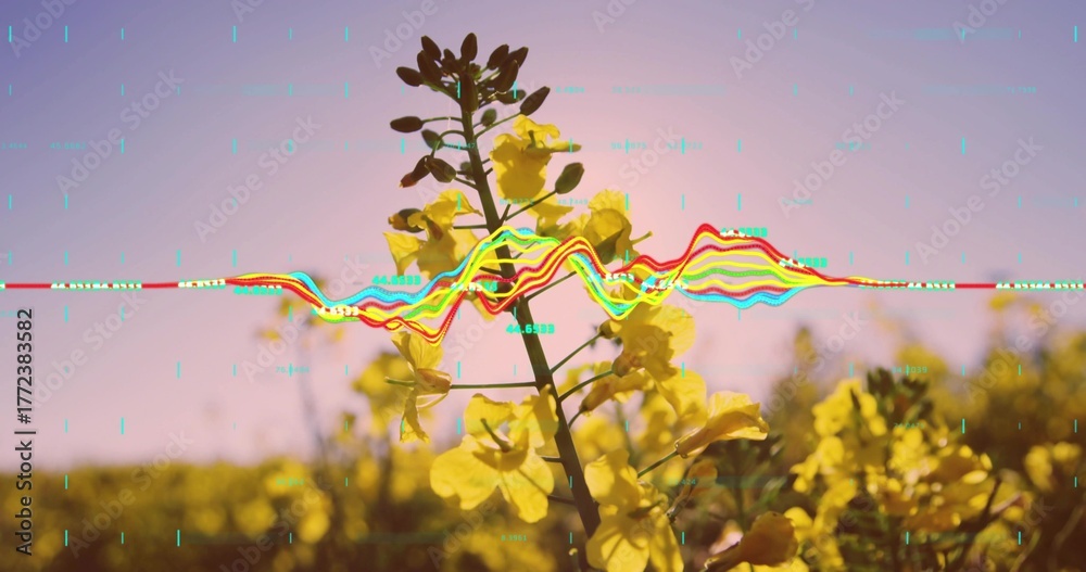 Obraz premium Showcasing yellow rapeseed stem rising above wide field at sunset with digital waveform glitch