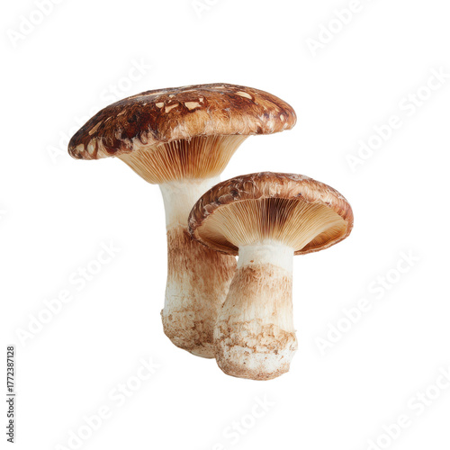 Two fresh shiitake mushrooms are presented on a bright white background, perfect for culinary dishes or recipes