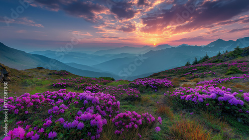 Vibrant purple wildflowers bloom on a mountain slope at sunrise