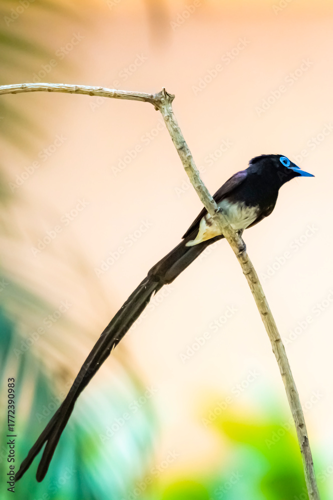 Fototapeta premium The Japanese Paradise-flycatcher on a branch