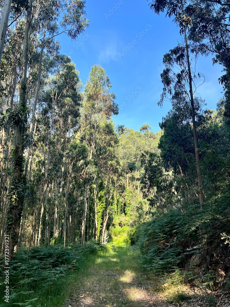Obraz premium Viaje por Lugo y Galicia fotos paisajes