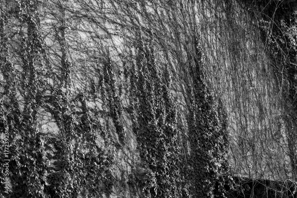 Fototapeta premium Ivy showing its shape on the concrete exterior wall