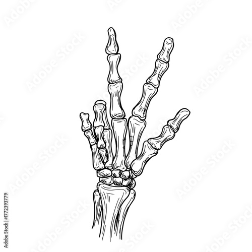 Skeleton's hand shows victory sign, black and white sketch. Vector illustration. Dead man's hand with bony fingers, isolated on white background. For tattoos, prints, stickers, Halloween greeting card