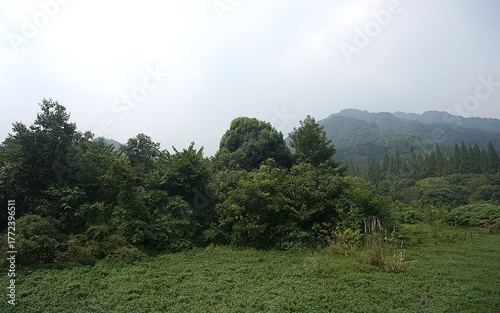 mountain landscape with trees