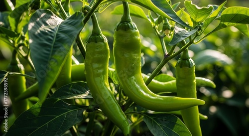 Fototapeta Naklejka Na Ścianę i Meble -  Closeup of green chili peppers growing on a plant, showing their vibrant color and texture in natural sunlight, ideal for food and culinary themes.jpeg