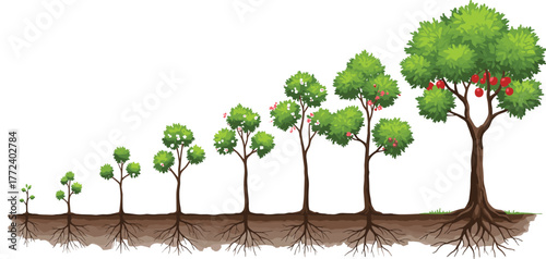 Tree growth stages illustration, sapling to mature tree, roots visible, fruit bearing tree, nature development concept, business growth metaphor, education progress, life cycle evolution, success