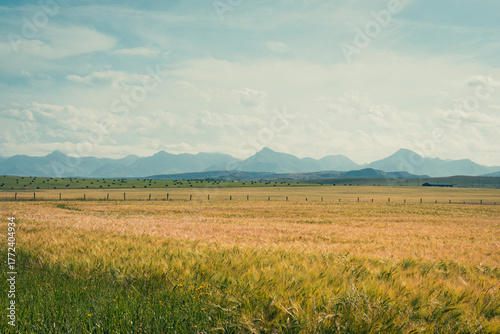 Vast wheat field stretches toward distant mountains on a cloudy day.