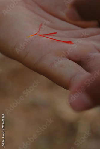 stigma of crocus,  raw saffron spice