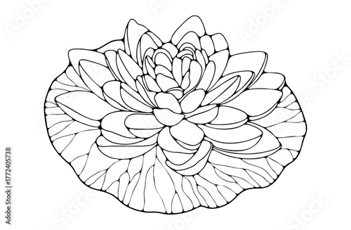 Hand drawn water lily or lotus flower sketch isolated on white background