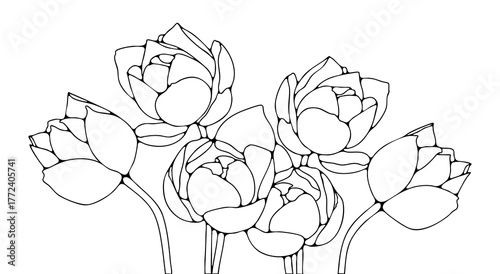 Lotus flowers outline or sketch isolated on white background. Hand drawn floral illustration