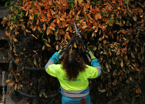 Papier peint Mujer operaria jardinera de zonas verdes y mantenimiento en otoño podando y cort