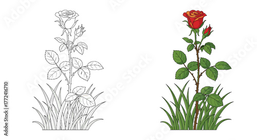 Rose plant in grass, black and white outline with color version, on white background for design and coloring purposes.