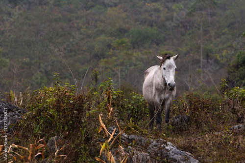 Fotografie differents chevaux