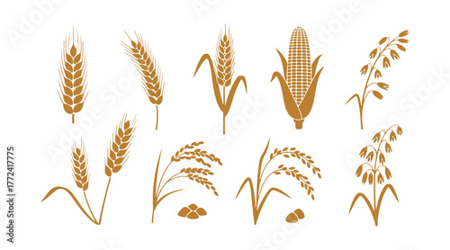 Vector icon depicting spike wheat or barley, featuring an ear and grain, cereal corn, rye, and rice crops, an agriculture symbol, and an oat plant. Golden organic illustration.