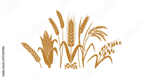 Illustration of spike wheat or barley as a vector, with an ear and grain, cereal corn, rye and rice crops, agriculture representation, oat species. Golden organic design.
