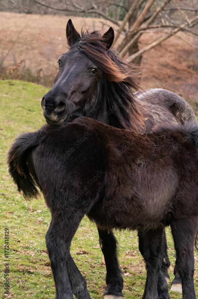 Obraz premium differents chevaux