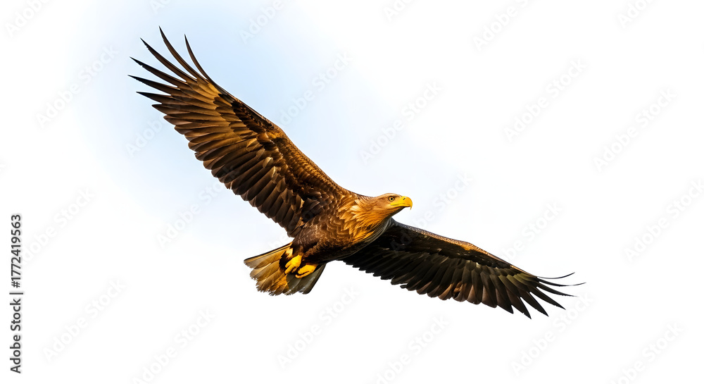 Obraz premium Majestic white tailed eagle soars gracefully against a clear sky background