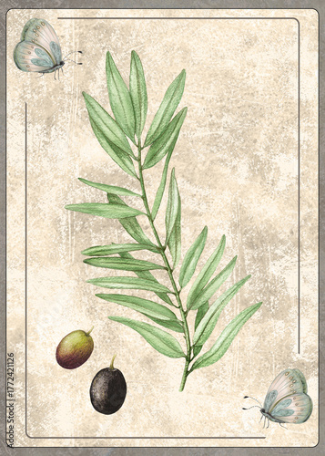 Hand Drawn Botanical Card of Olive