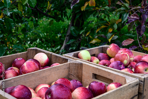 red apples in a wood crate in an apple orchard