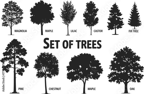 Flat vector silhouette set of 10 labeled tree species, black isolated shapes including maple, oak, pine, fir, magnolia, chestnut