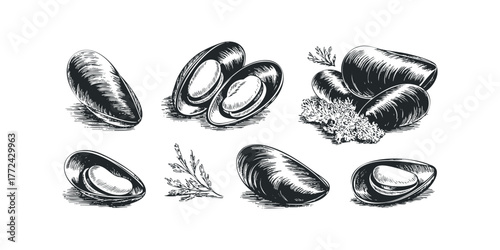 Seafood Mussels and Garnish Illustration