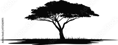 Flat vector silhouette of single tree on ground, black natural shape with wide canopy, shadow, foliage, isolated for design use