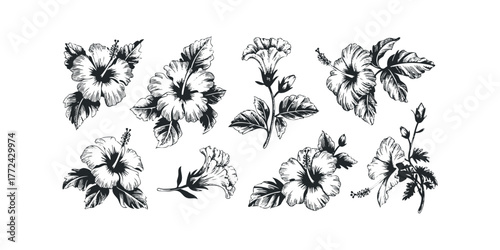 Collection of Hand Drawn Hibiscus Flower Illustrations