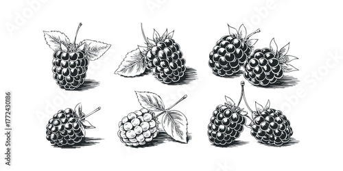 Collection of Hand Drawn Blackberries with Leaves
