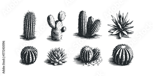 Collection of Engraved Cactus and Succulent Varieties