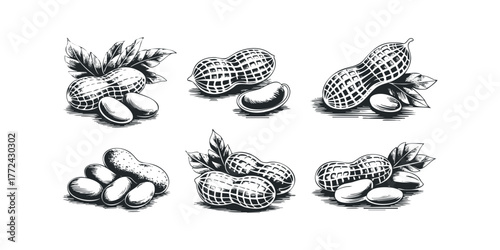 Six Hand-Drawn Peanut Illustrations with Leaves