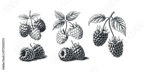 Hand drawn raspberries with leaves in vintage style