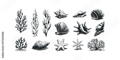 Ocean life assortment of seashells and aquatic plants
