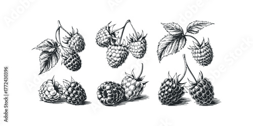Black and white illustrations of raspberries with leaves on white background