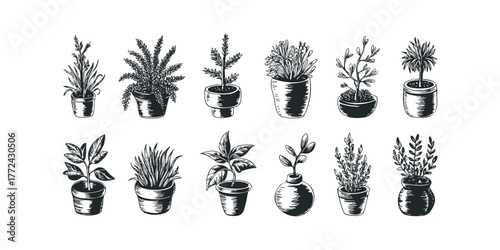 Assortment of Potted Plants and Foliage