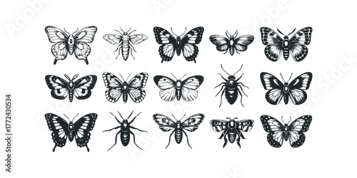 Collection of detailed black and white insect sketches